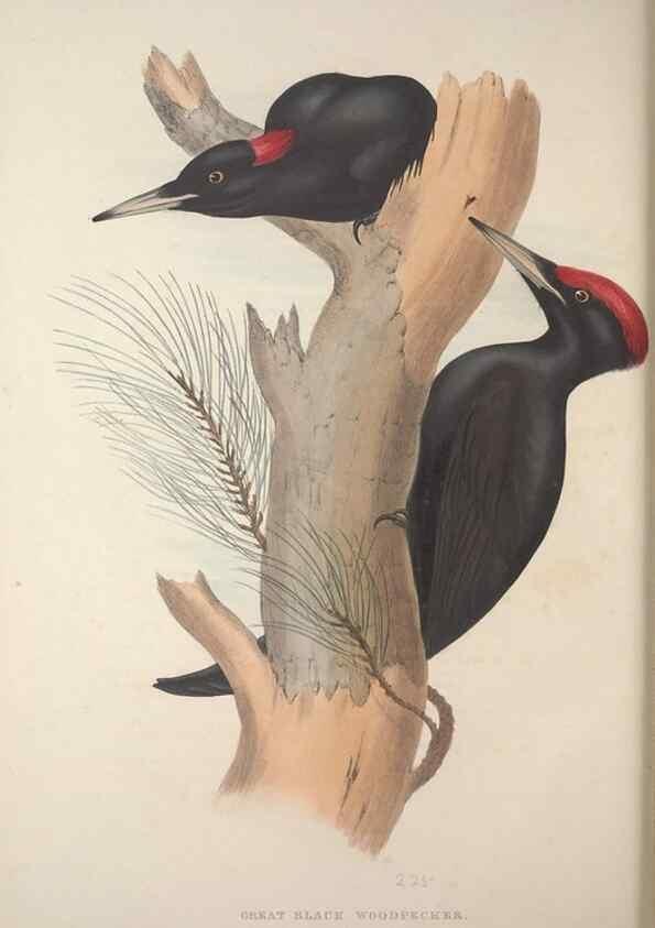 Reproducción/Reproduction 32902223638: The birds of Europe.. London,Printed by R. and J.E. Taylor, pub. by the author,1837.. 