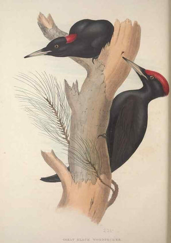 Reproducción/Reproduction 32902223638: The birds of Europe.. London,Printed by R. and J.E. Taylor, pub. by the author,1837.. 