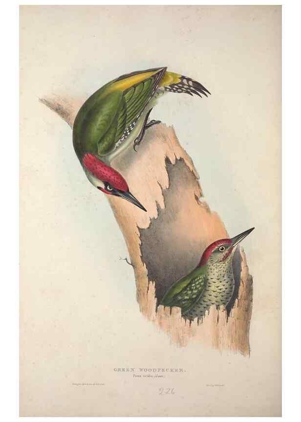 Reproducción/Reproduction 45862854395: The birds of Europe.. London,Printed by R. and J.E. Taylor, pub. by the author,1837.. 