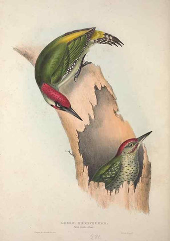 Reproducción/Reproduction 45862854395: The birds of Europe.. London,Printed by R. and J.E. Taylor, pub. by the author,1837.. 