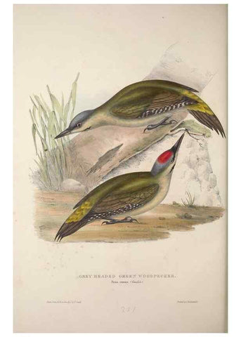 Reproducción/Reproduction 45862855525: The birds of Europe.. London,Printed by R. and J.E. Taylor, pub. by the author,1837.. 
