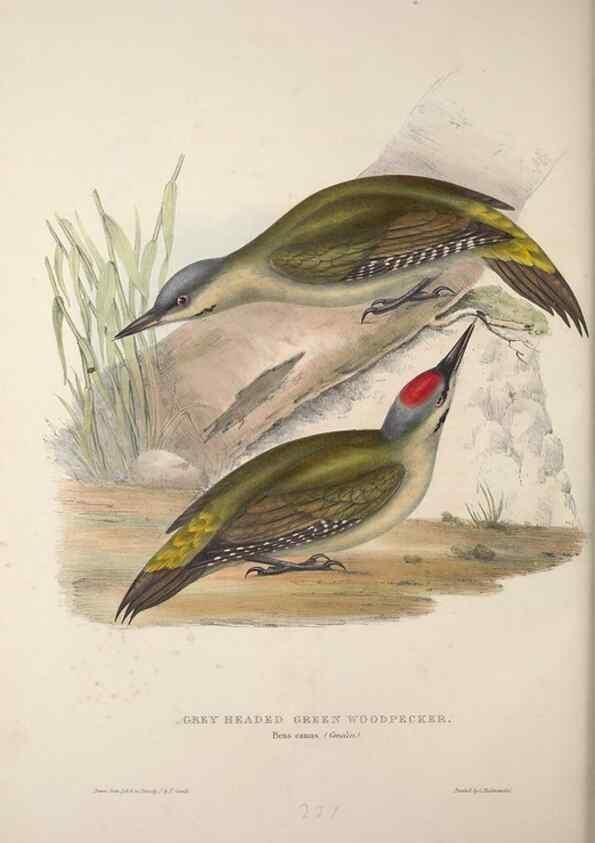 Reproducción/Reproduction 45862855525: The birds of Europe.. London,Printed by R. and J.E. Taylor, pub. by the author,1837.. 