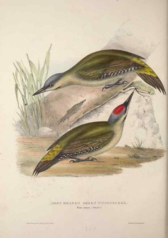 Reproducción/Reproduction 45862855525: The birds of Europe.. London,Printed by R. and J.E. Taylor, pub. by the author,1837.. 