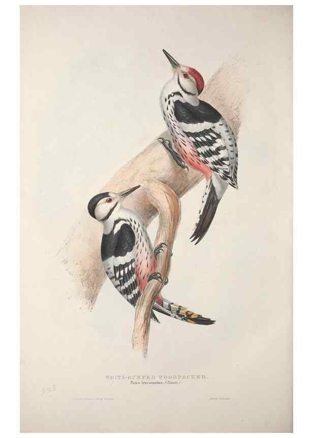 Reproducción/Reproduction 46052762674: The birds of Europe.. London,Printed by R. and J.E. Taylor, pub. by the author,1837.. 