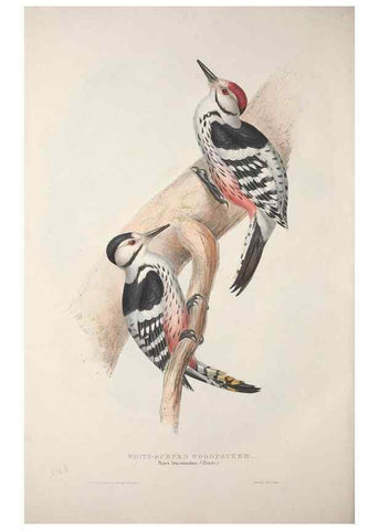 Reproducción/Reproduction 46052762674: The birds of Europe.. London,Printed by R. and J.E. Taylor, pub. by the author,1837.. 