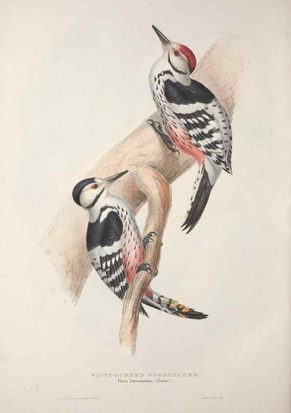 Reproducción/Reproduction 46052762674: The birds of Europe.. London,Printed by R. and J.E. Taylor, pub. by the author,1837.. 