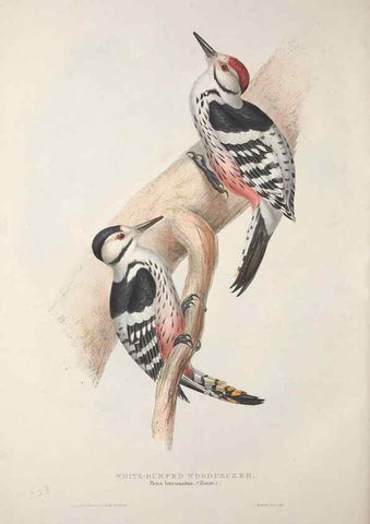 Reproducción/Reproduction 46052762674: The birds of Europe.. London,Printed by R. and J.E. Taylor, pub. by the author,1837.. 