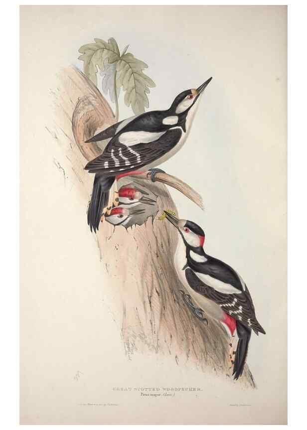 Reproducción/Reproduction 46725155052: The birds of Europe.. London,Printed by R. and J.E. Taylor, pub. by the author,1837.. 