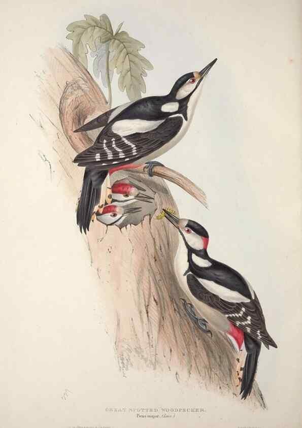 Reproducción/Reproduction 46725155052: The birds of Europe.. London,Printed by R. and J.E. Taylor, pub. by the author,1837.. 