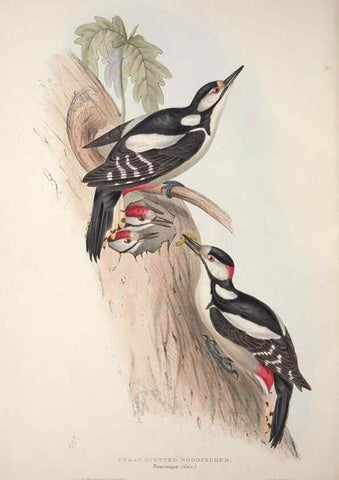 Reproducción/Reproduction 46725155052: The birds of Europe.. London,Printed by R. and J.E. Taylor, pub. by the author,1837.. 