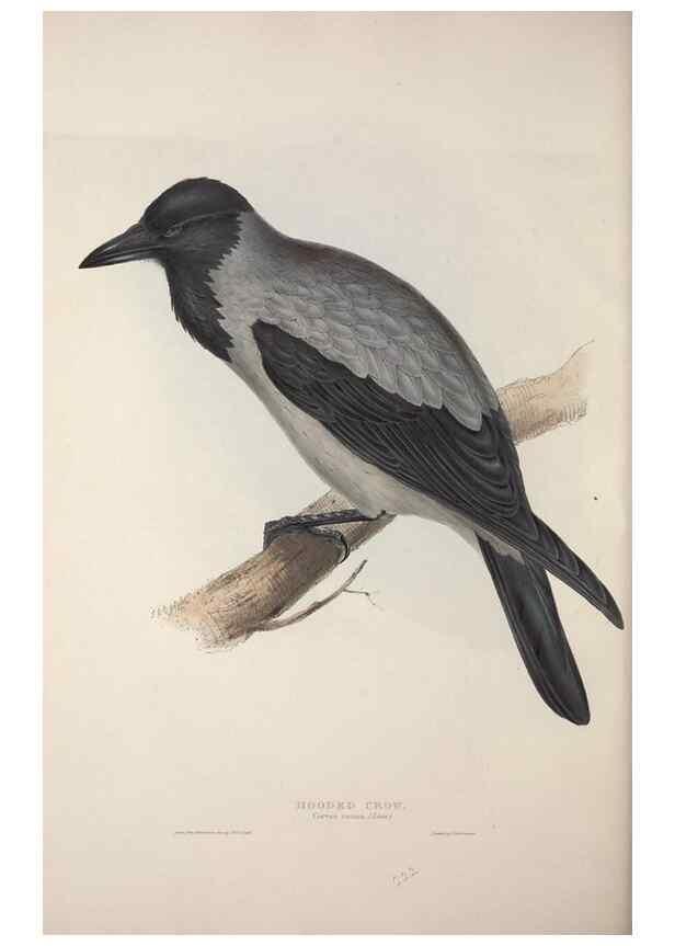 Reproducción/Reproduction 32902219088: The birds of Europe.. London,Printed by R. and J.E. Taylor, pub. by the author,1837.. 