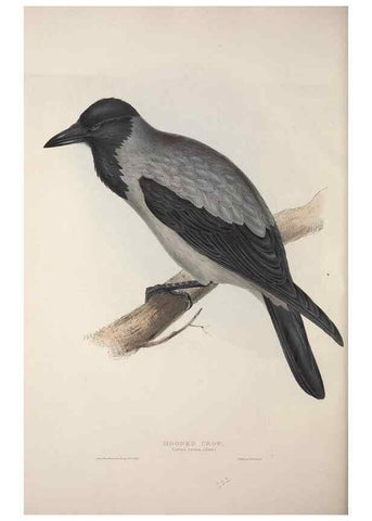 Reproducción/Reproduction 32902219088: The birds of Europe.. London,Printed by R. and J.E. Taylor, pub. by the author,1837.. 
