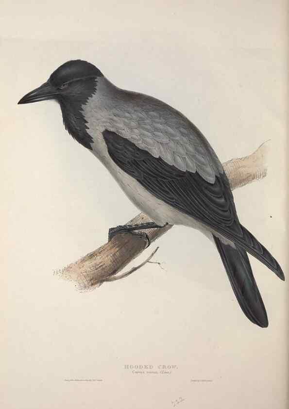 Reproducción/Reproduction 32902219088: The birds of Europe.. London,Printed by R. and J.E. Taylor, pub. by the author,1837.. 