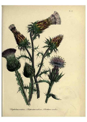 Reproducción/Reproduction 32890811108: The ladies' flower-garden of ornamental perennials.. London,W. Smith,1843-44.. 