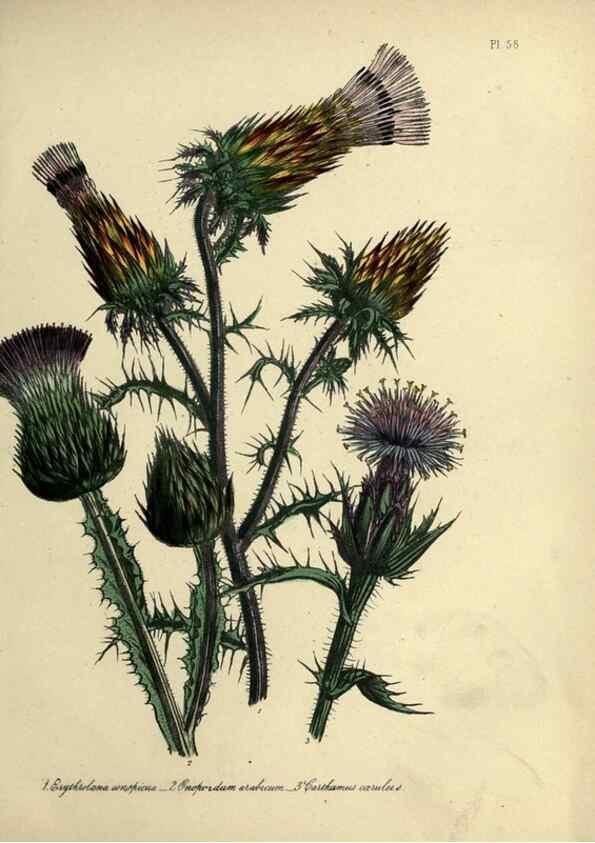 Reproducción/Reproduction 32890811108: The ladies' flower-garden of ornamental perennials.. London,W. Smith,1843-44.. 