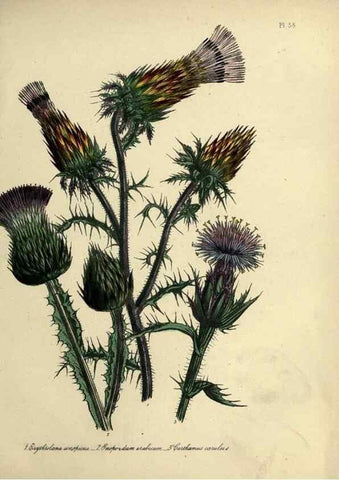Reproducción/Reproduction 32890811108: The ladies' flower-garden of ornamental perennials.. London,W. Smith,1843-44.. 