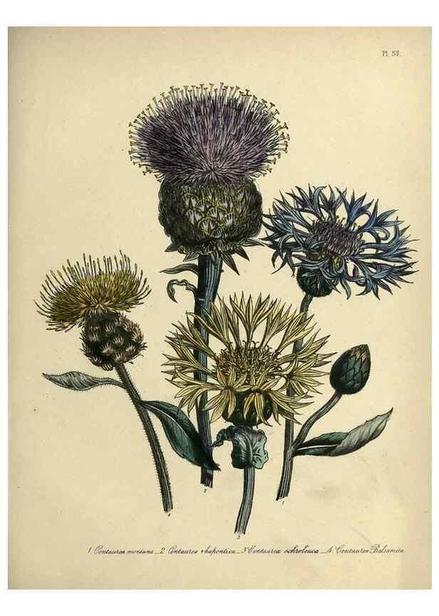 Reproducción/Reproduction 46041338354: The ladies' flower-garden of ornamental perennials.. London,W. Smith,1843-44.. 