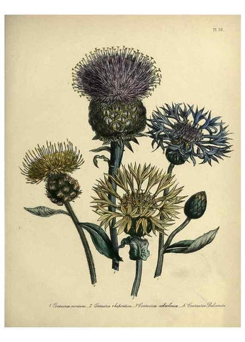 Reproducción/Reproduction 46041338354: The ladies' flower-garden of ornamental perennials.. London,W. Smith,1843-44.. 