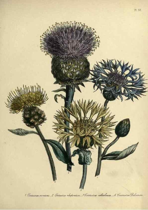 Reproducción/Reproduction 46041338354: The ladies' flower-garden of ornamental perennials.. London,W. Smith,1843-44.. 