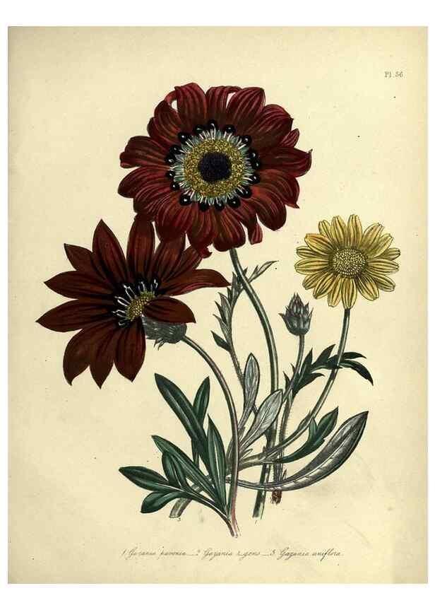 Reproducción/Reproduction 32890809498: The ladies' flower-garden of ornamental perennials.. London,W. Smith,1843-44.. 