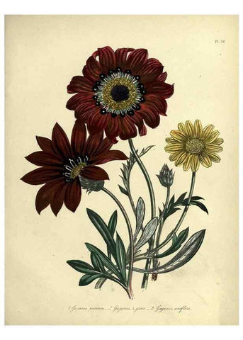 Reproducción/Reproduction 32890809498: The ladies' flower-garden of ornamental perennials.. London,W. Smith,1843-44.. 