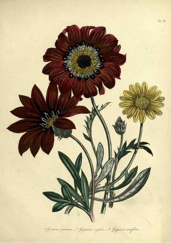 Reproducción/Reproduction 32890809498: The ladies' flower-garden of ornamental perennials.. London,W. Smith,1843-44.. 