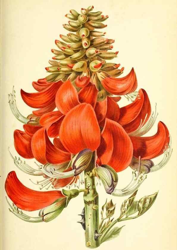Reproducción/Reproduction 46652085672: Revue horticole.. Paris :Librairie agricole de la maison rustique,1829-1974.. 