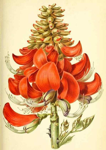 Reproducción/Reproduction 46652085672: Revue horticole.. Paris :Librairie agricole de la maison rustique,1829-1974.. 