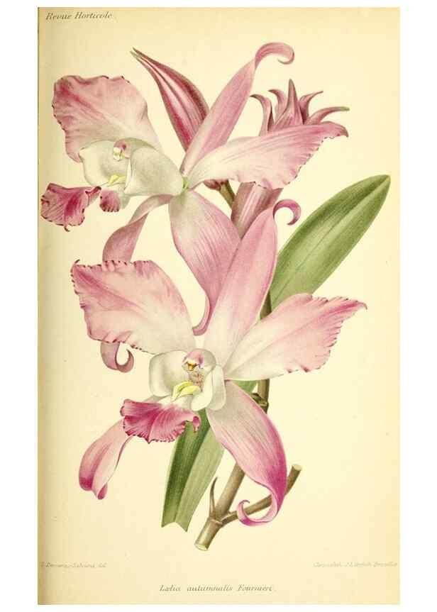 Reproducción/Reproduction 32829927608: Revue horticole.. Paris :Librairie agricole de la maison rustique,1829-1974.. 