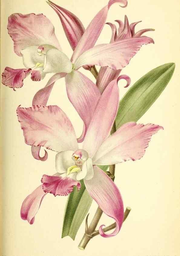 Reproducción/Reproduction 32829927608: Revue horticole.. Paris :Librairie agricole de la maison rustique,1829-1974.. 