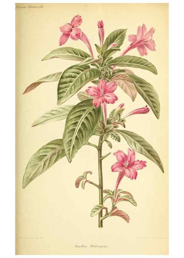Reproducción/Reproduction 39739767293: Revue horticole.. Paris :Librairie agricole de la maison rustique,1829-1974.. 