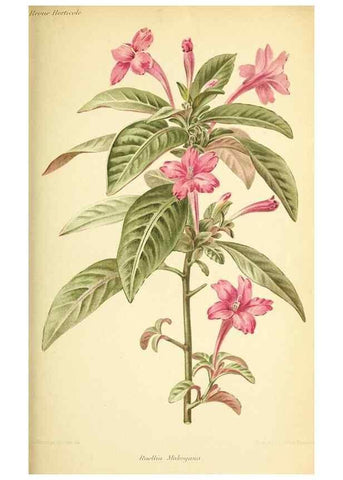Reproducción/Reproduction 39739767293: Revue horticole.. Paris :Librairie agricole de la maison rustique,1829-1974.. 