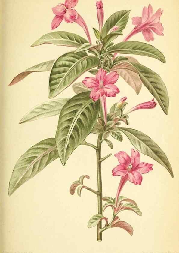 Reproducción/Reproduction 39739767293: Revue horticole.. Paris :Librairie agricole de la maison rustique,1829-1974.. 