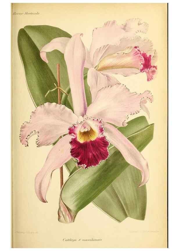 Reproducción/Reproduction 39740005503: Revue horticole.. Paris :Librairie agricole de la maison rustique,1829-1974.. 
