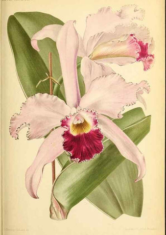Reproducción/Reproduction 39740005503: Revue horticole.. Paris :Librairie agricole de la maison rustique,1829-1974.. 