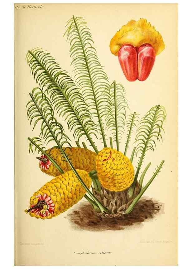 Reproducción/Reproduction 46652313442: Revue horticole.. Paris :Librairie agricole de la maison rustique,1829-1974.. 