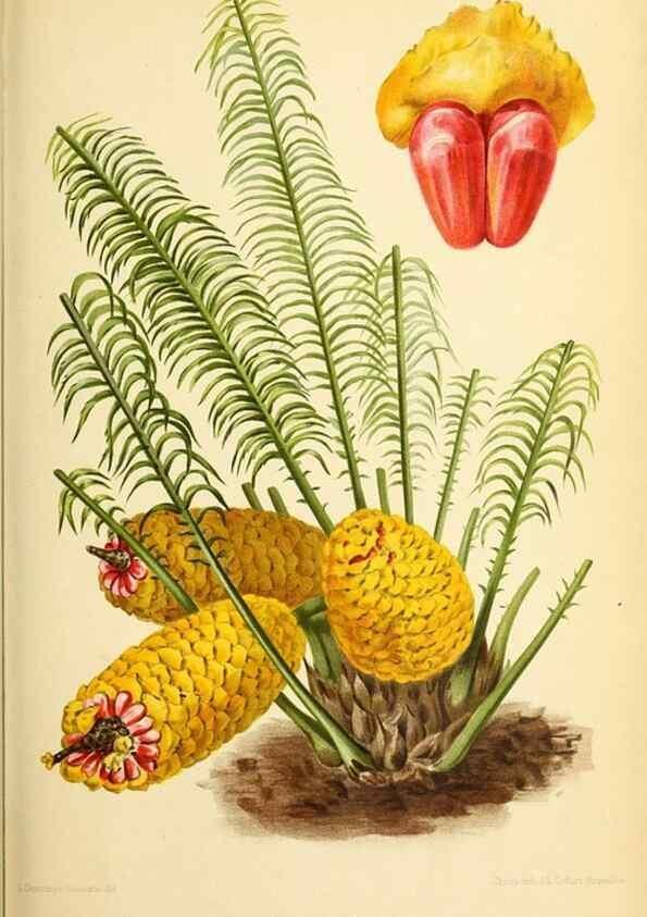Reproducción/Reproduction 46652313442: Revue horticole.. Paris :Librairie agricole de la maison rustique,1829-1974.. 