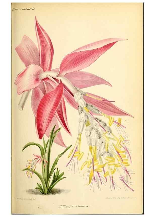 Reproducción/Reproduction 31763679357: Revue horticole.. Paris :Librairie agricole de la maison rustique,1829-1974.. 