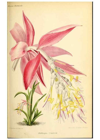 Reproducción/Reproduction 31763679357: Revue horticole.. Paris :Librairie agricole de la maison rustique,1829-1974.. 