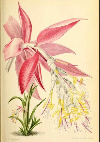 Reproducción/Reproduction 31763679357: Revue horticole.. Paris :Librairie agricole de la maison rustique,1829-1974.. 