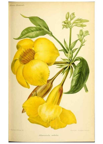 Reproducción/Reproduction 39740008903: Revue horticole.. Paris :Librairie agricole de la maison rustique,1829-1974.. 