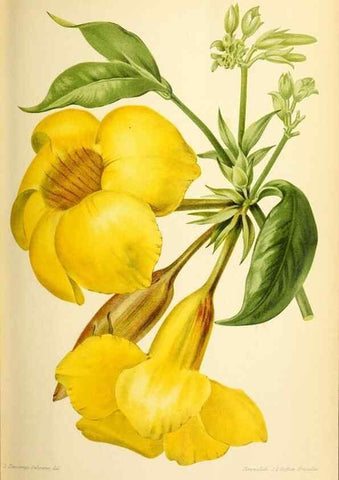 Reproducción/Reproduction 39740008903: Revue horticole.. Paris :Librairie agricole de la maison rustique,1829-1974.. 