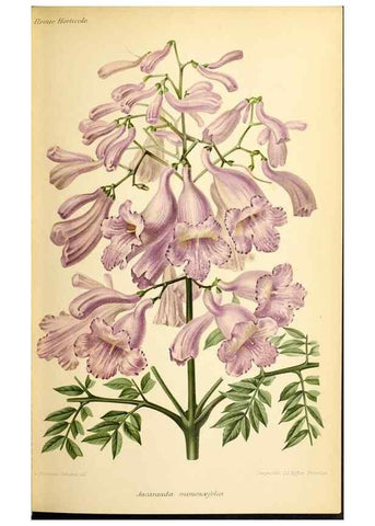 Reproducción/Reproduction 45789590795: Revue horticole.. Paris :Librairie agricole de la maison rustique,1829-1974.. 
