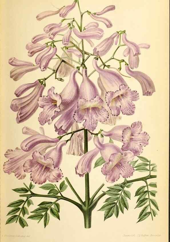 Reproducción/Reproduction 45789590795: Revue horticole.. Paris :Librairie agricole de la maison rustique,1829-1974.. 