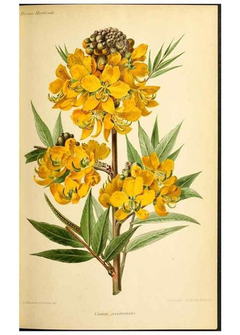 Reproducción/Reproduction 39740012223: Revue horticole.. Paris :Librairie agricole de la maison rustique,1829-1974.. 