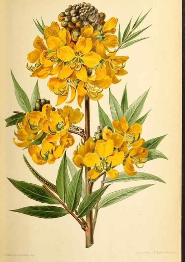 Reproducción/Reproduction 39740012223: Revue horticole.. Paris :Librairie agricole de la maison rustique,1829-1974.. 