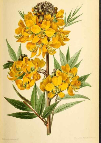 Reproducción/Reproduction 39740012223: Revue horticole.. Paris :Librairie agricole de la maison rustique,1829-1974.. 
