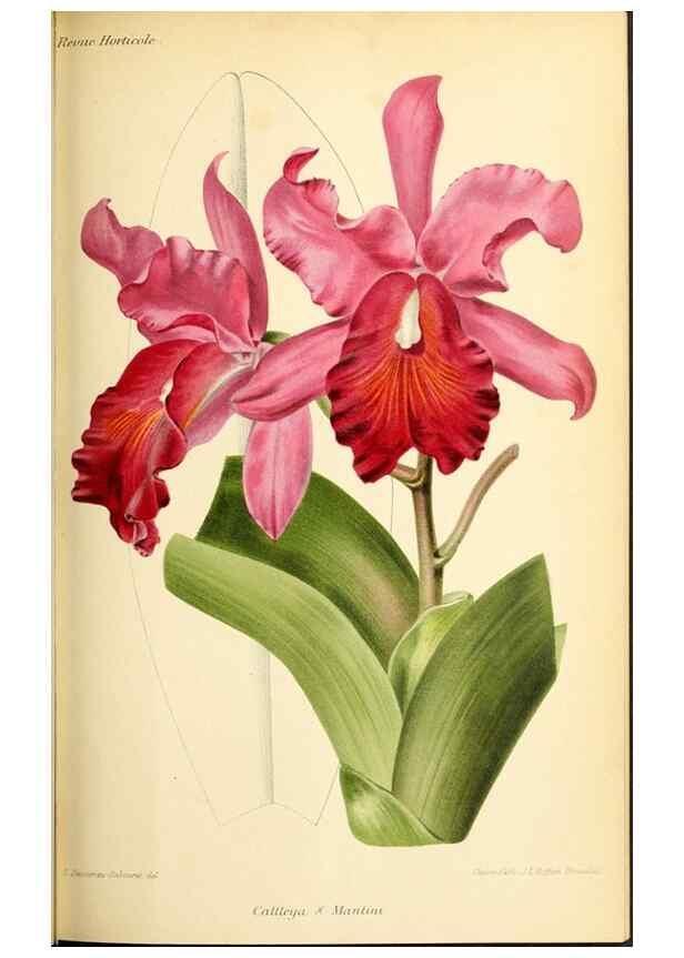 Reproducción/Reproduction 46652317862: Revue horticole.. Paris :Librairie agricole de la maison rustique,1829-1974.. 