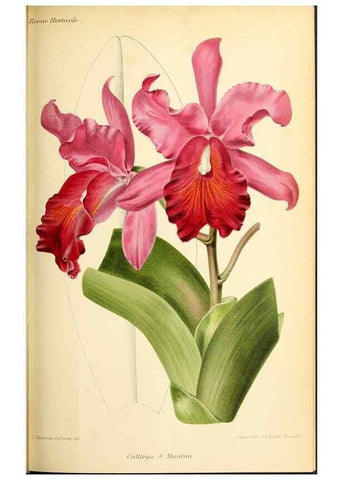 Reproducción/Reproduction 46652317862: Revue horticole.. Paris :Librairie agricole de la maison rustique,1829-1974.. 