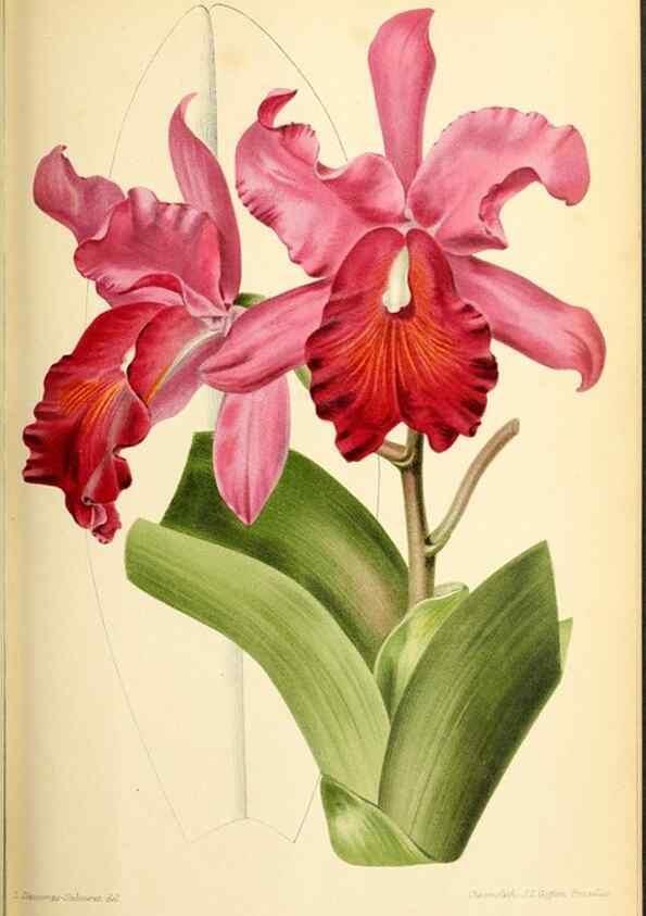 Reproducción/Reproduction 46652317862: Revue horticole.. Paris :Librairie agricole de la maison rustique,1829-1974.. 